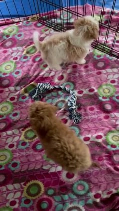 Cavapoo dogs for sale: Cinnamon - Video 1