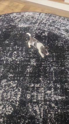 Jackapoo dogs for sale: Christopher - Video 1