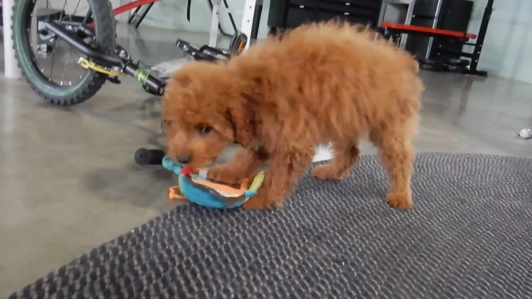 Mini Goldendoodle dogs for sale: Laci - Video 2