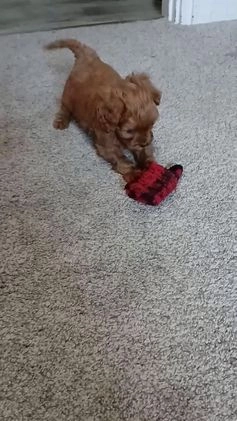 Cavapoo dogs for sale: Abby - Video 2