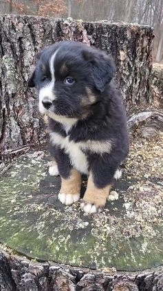 Mixed Breed dogs for sale: Brody - Video 1