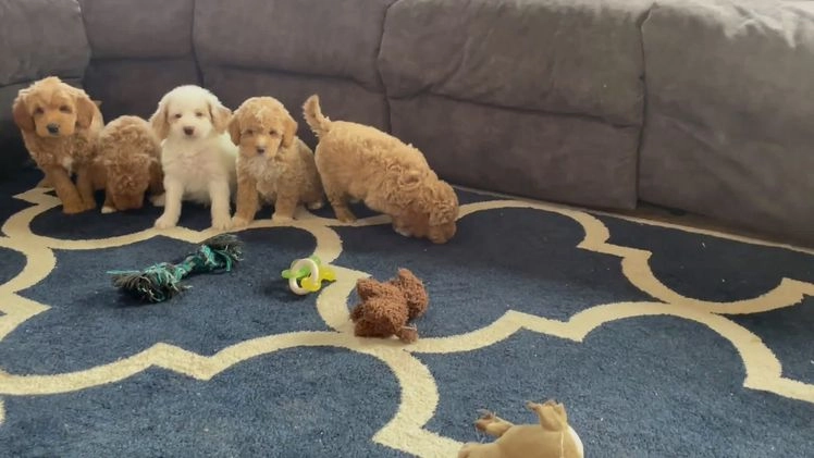 Mini Goldendoodle dogs for sale: Ms. Olivia - Video 1