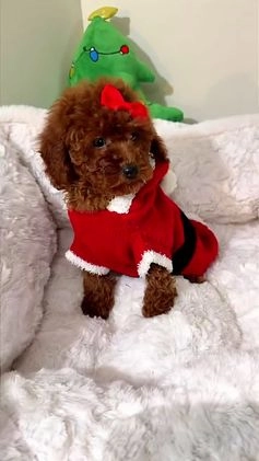 Toy Poodle dogs for sale: Tiny cakes  - Video 2