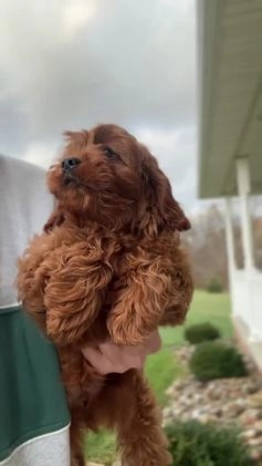Cavapoo dogs for sale: Rudy - Video 1