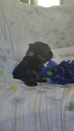 Yorkshire Terrier dogs for sale: Mr. Kisses - Video 1