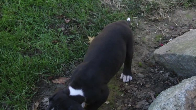 Great Dane dogs for sale: Lawrence - Video 1