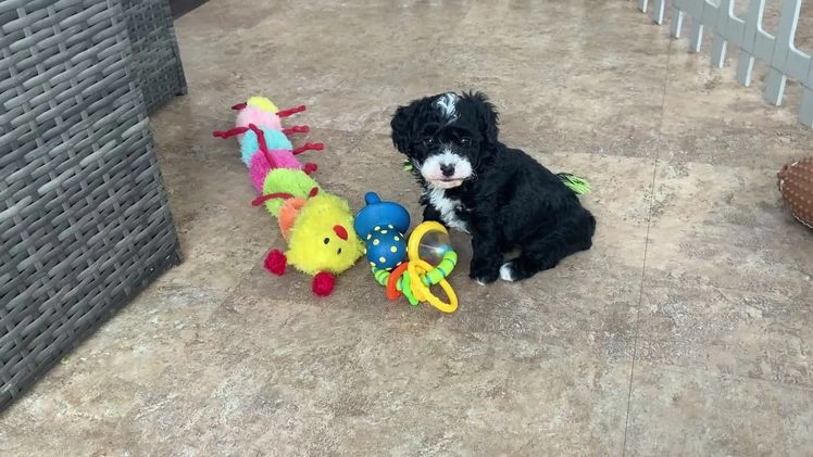 Toy Poodle dogs for sale: betsy - Video 1