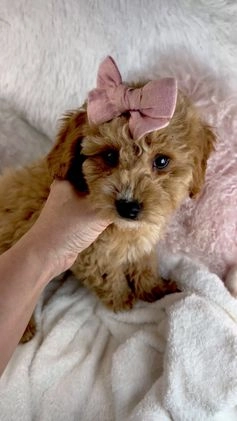 Mini Goldendoodle dogs for sale: Mini Goldendoodle Puppy 1 - Video 1