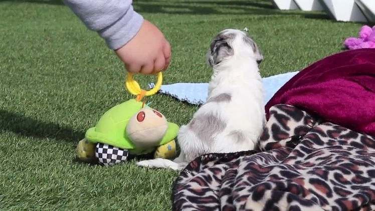 Mini Bernedoodle dogs for sale: Chloe - Video 1