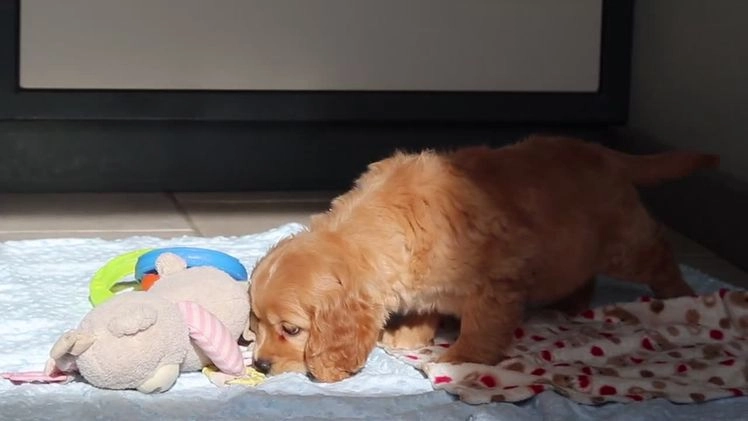 Miniature Golden Retriever dogs for sale: Olivia - Video 3