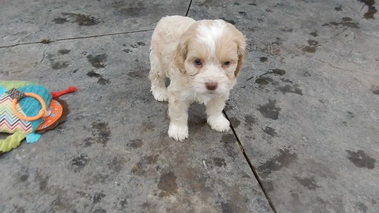 Cockapoo dogs for sale: Joey - Video 1