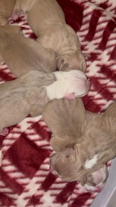 American Pit Bull Terrier dogs for sale: Tank - Video 1