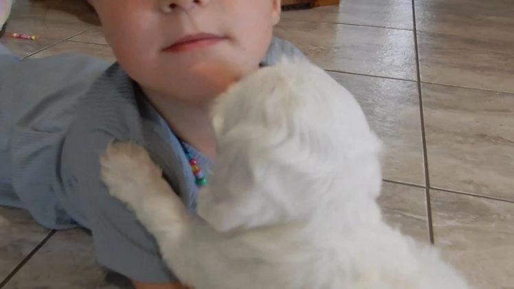 Cockapoo dogs for sale: Piper - Video 1