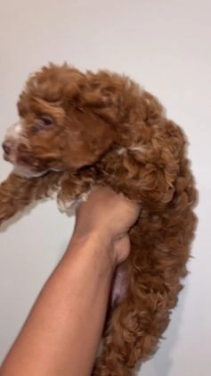 Toy Poodle dogs for sale: Rylee Green Eyes - Video 2