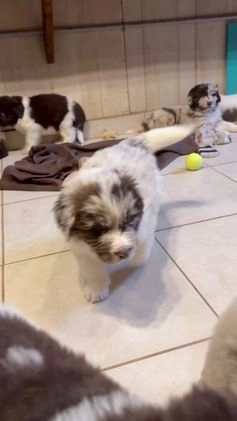 Mixed Breed dogs for sale: Steele OFA DNA  - Video 5