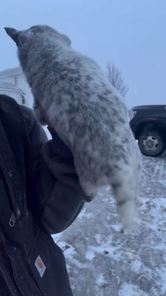 Australian Cattle Dog dogs for sale: Kayla - Video 1