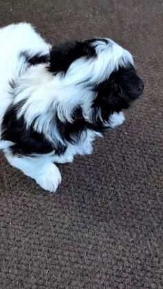 Havanese dogs for sale: Ziggy  - Video 1
