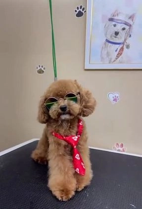 Maltipoo dogs for stud: alvin - Video 2
