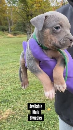 American Bully dogs for sale: Cookie Monster  - Video 3