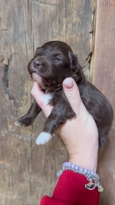 Mixed Breed dogs for sale: James - Video 1