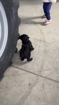 Cavapoo dogs for sale: Rusty - Video 1