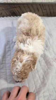 Miniature Poodle dogs for sale: Zoey - Video 1