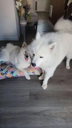 Samoyed dogs for sale: Samoyed Male 1 - Video 1