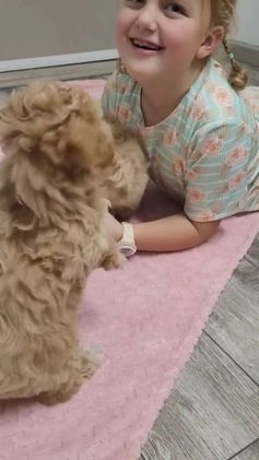 Bichpoo dogs for sale: Honey - Video 3