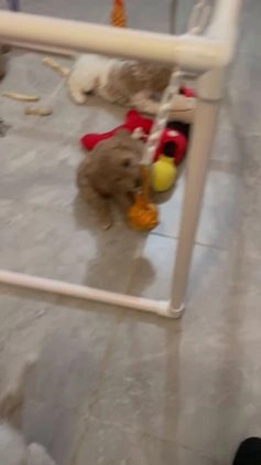 Miniature Labradoodle dogs for sale: Labradoodle Puppy 1 - Video 1