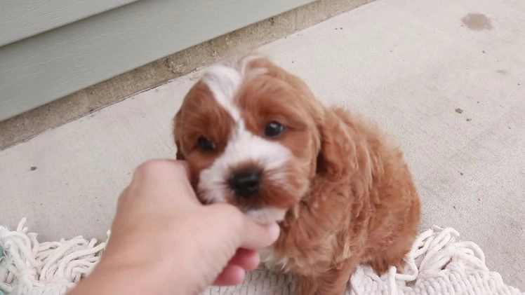 Cavapoo dogs for sale: Kohen - Video 1