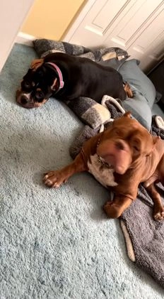 American Bully dogs for stud: Bubbee  - Video 1