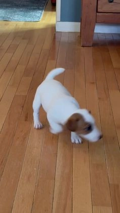 Jack Russell Terrier dogs for sale: Snoop  - Video 1