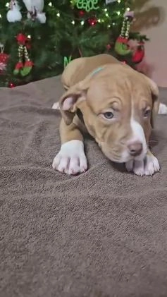 American Bully dogs for sale: Snowflake  - Video 1