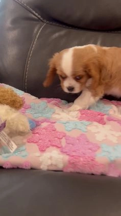 Cavalier King Charles Spaniel dogs for sale: Blenhiem boy - Video 1