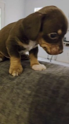 Mixed Breed dogs for sale: Honey - Video 5