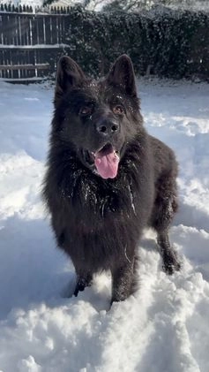 German Shepherd dogs for stud: Proven Stud: Dunhil Kingdom of Dark - Video 1