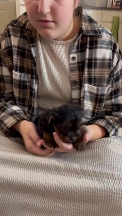 Yorkshire Terrier dogs for sale: Cody - Video 1