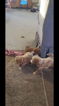 Goldendoodle dogs for sale: Rachel - Video 2