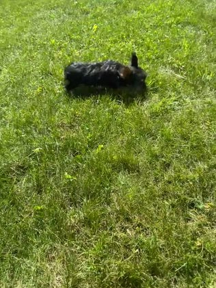Yorkiepoo dogs for sale: Bella - Video 1
