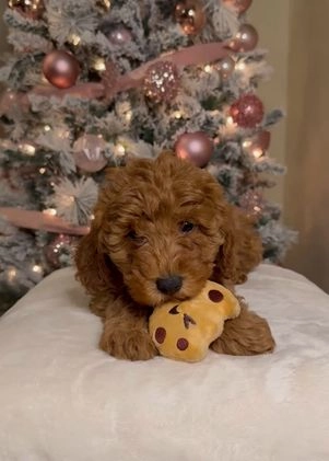 Mini Goldendoodle dogs for sale: Liam - Video 1