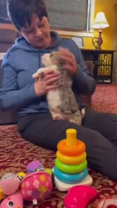 Mini Bernedoodle dogs for sale: Angel Girl *Potty Training* - Video 1