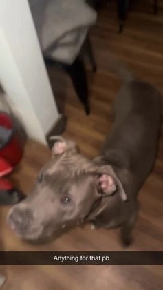 Mixed Breed dogs for sale: Mixed Breed Puppy 1 - Video 1