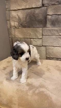 Cavapoo dogs for sale: Honey - Video 1