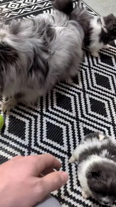 Pomeranian dogs for sale: Yogi  - Video 2