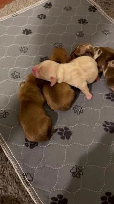 Miniature Dachshund dogs for sale: Bun - Video 1