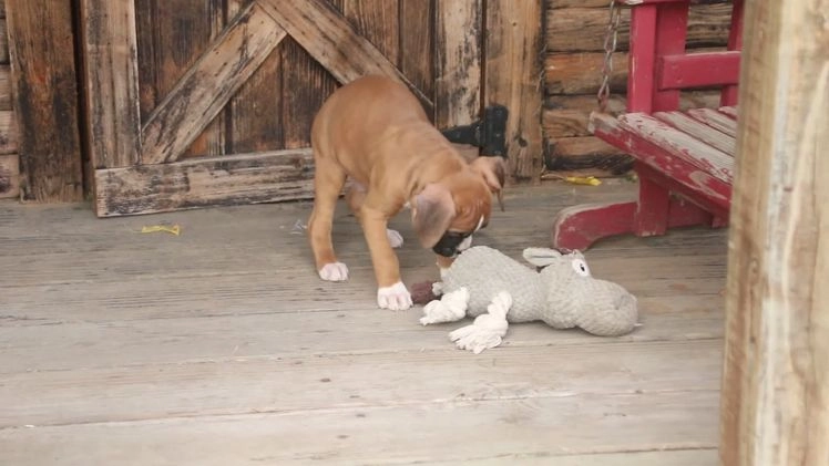 Boxer dogs for sale: Russel - Video 1