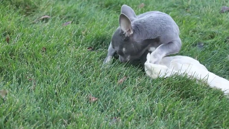 French Bulldog dogs for sale: Gretta - Video 1