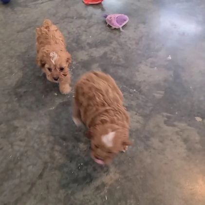 Cavapoo dogs for sale: Ruby - Video 1