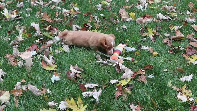 Dachshund dogs for sale: Gregory  - Video 1