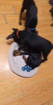 Doberman Pinscher dogs for sale: Missy - Video 2
